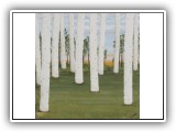 Birch Forest 67 - 36x36