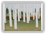 Birch Forest 68 - 48x36